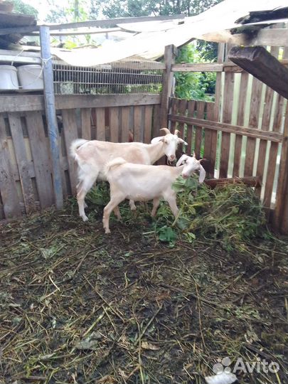 Козы покрытые