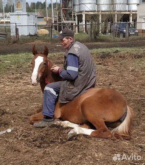 Арабская кобыла