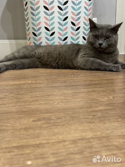 Отдам кота в добрые руки