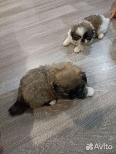Щенки пекинеса