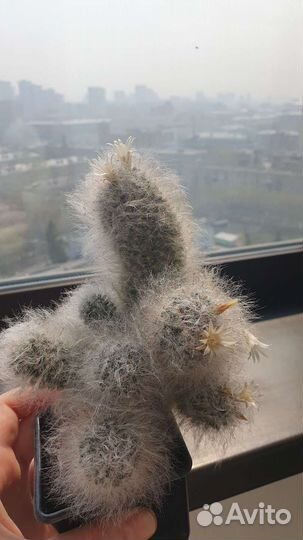 Кактус маммиллярия