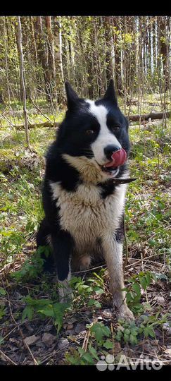 Лайка кабель вязка