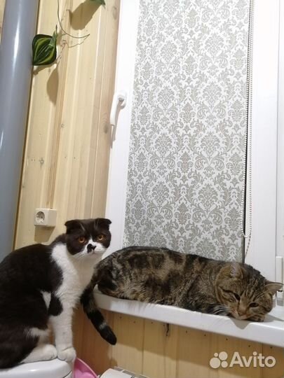 Котята вислоухие