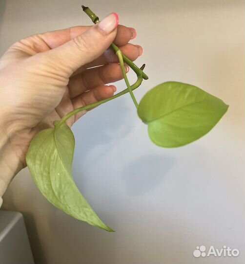 Эпипремнум Неон