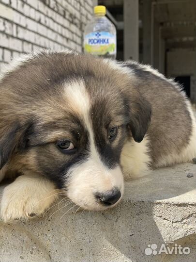 Щенки бесплатно