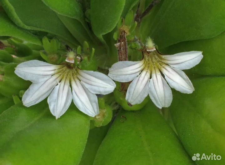 Экзотические комнатные растения