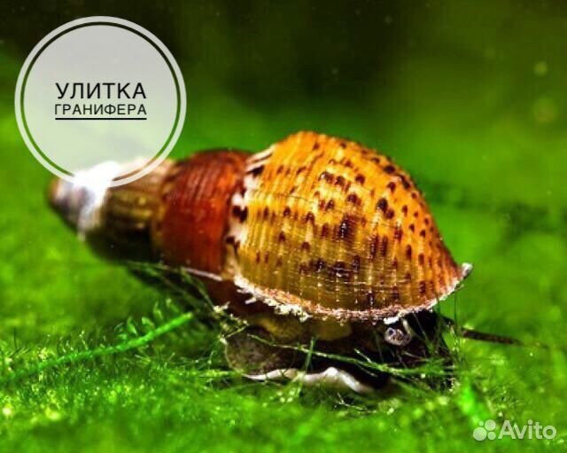 Аквариумные улитки Покемон, Мелания, Гранифера, Фи