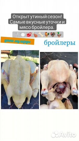 Гуси, куры бройлеры