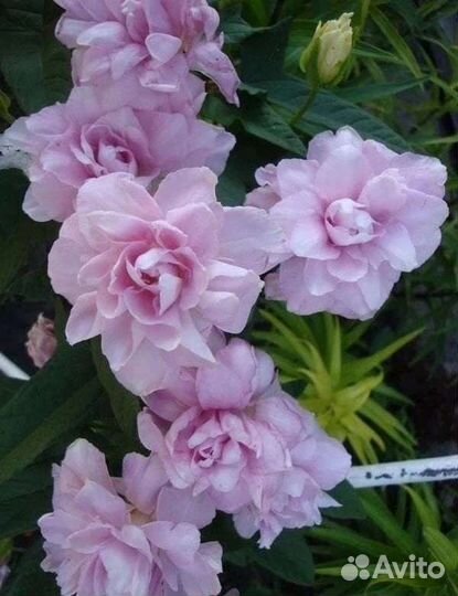 Калистегия (сибирская роза)