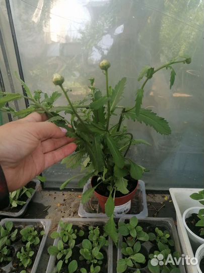 Петунья, ветреница