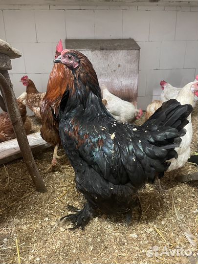 Молодые петухи