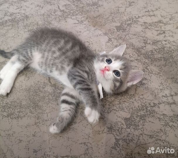 Кошки в добрые руки