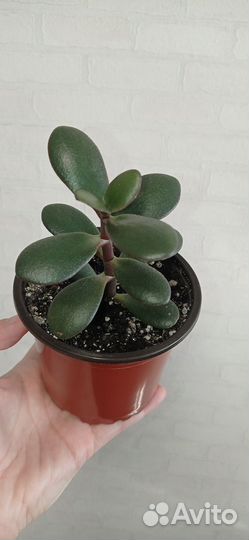 Толстянка или денежное дерево в горшке 0.3 л