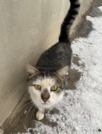 Кастрированный котик в добрые руки