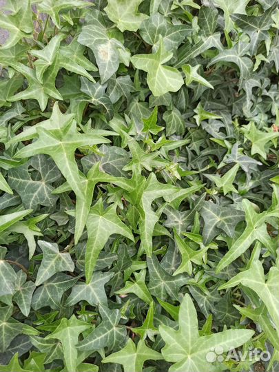 Плющ садовый 2 вида