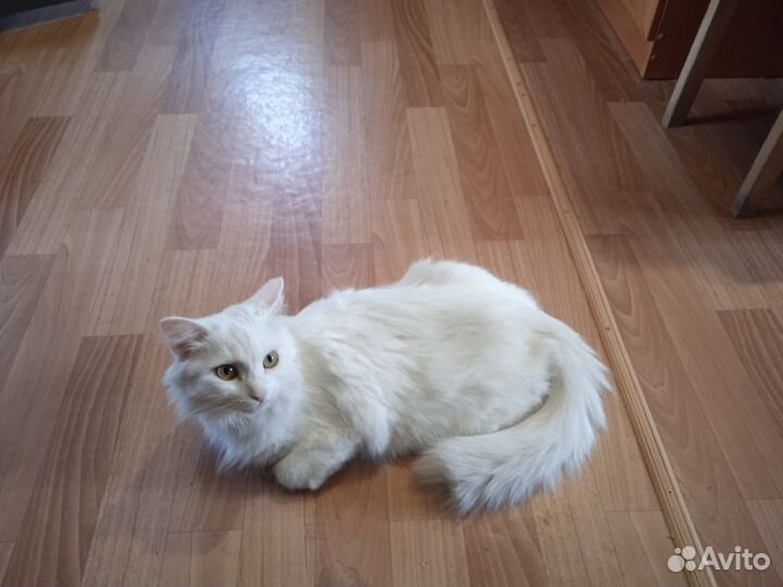 Котята ангорские