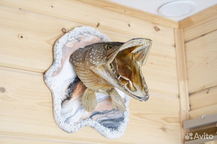Чучело головы щуки