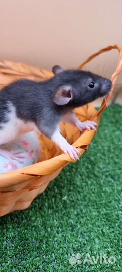 Крыса крысята дамбо стандарт рекс питомник