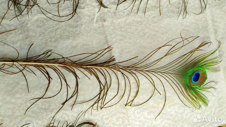 Павлиньи перья
