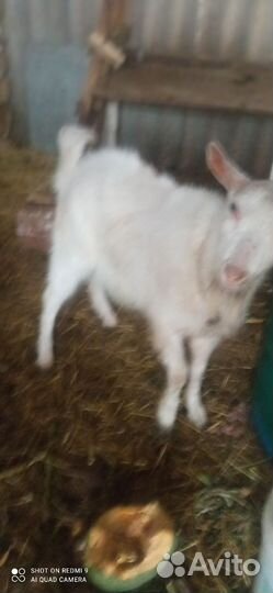 Козел зааненский