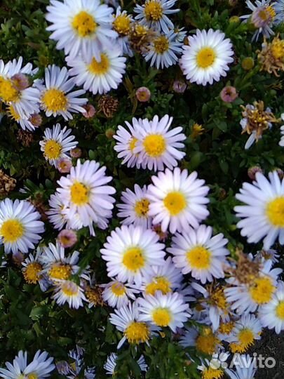 Многолетние цветы