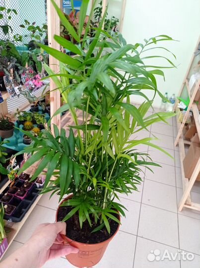 Хамедорея, маранта, Сингониум, фикус, замиокулькас