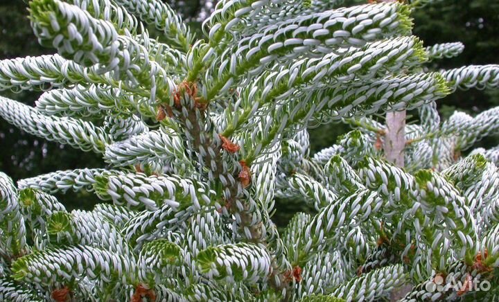 Саженцы декоративных растений