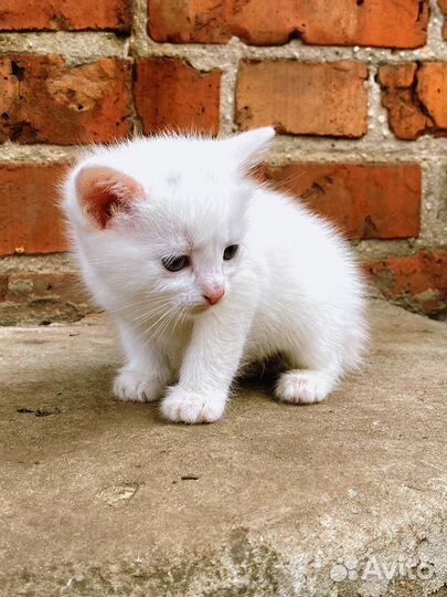 Кошки