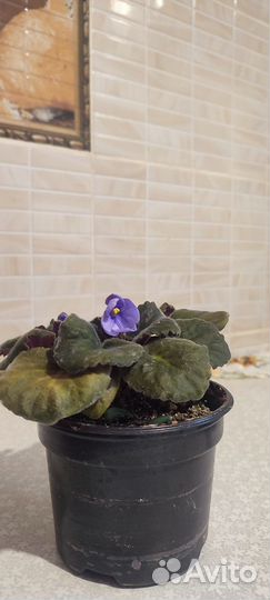 Фиалки цветущие в горшке