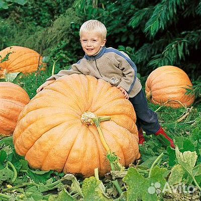 Семена Гигантских Тыкв.Огромные тыквы.Атлантик