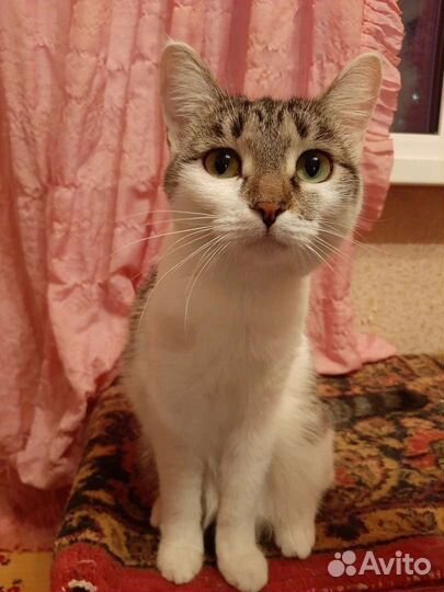 Кошечка