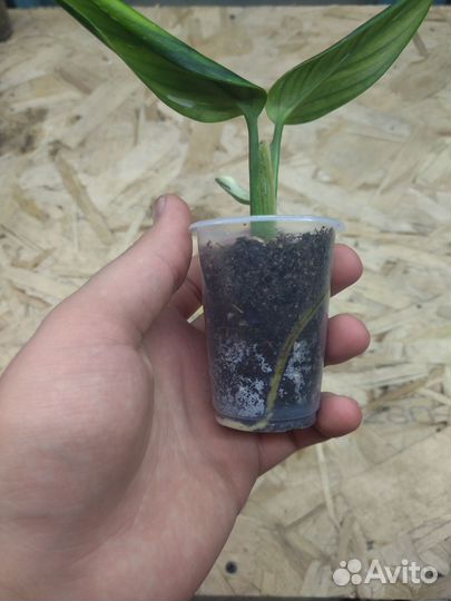 Монстера стандлеяна вар. (филодендрон кобра)