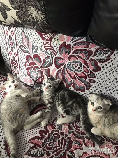 Котята в добрые ручки