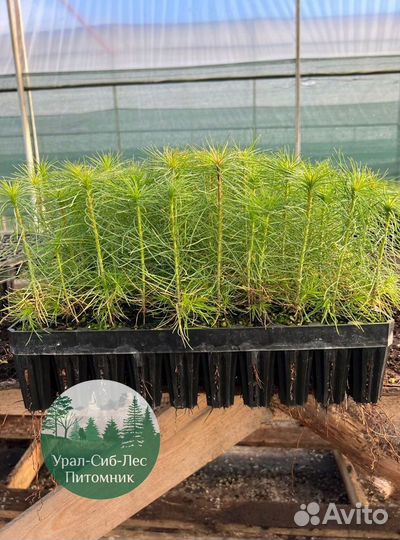 Сеянцы зкс Сосна окс Ель Лиственница Горная
