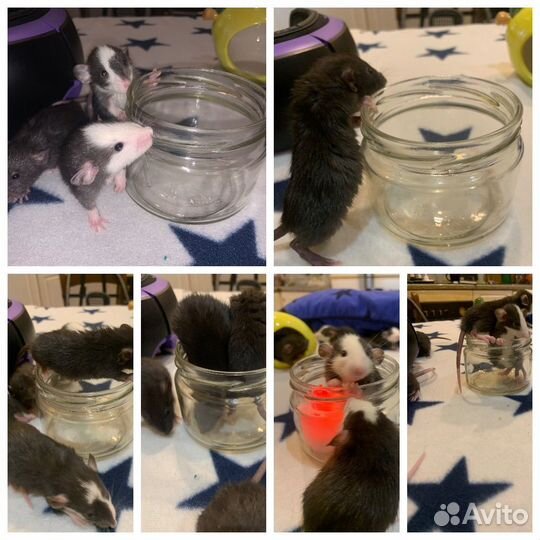 Крысята дамбо