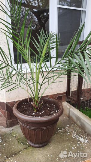 Цветок в горшке