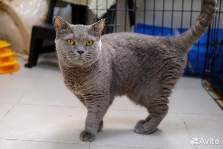 Британская кошечка Сабрина ищет дом