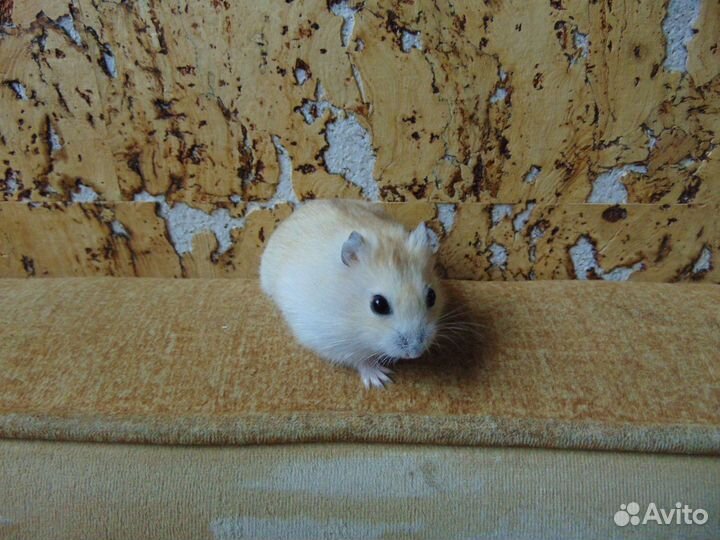 Джунгарские хомяки - красивые родители, клетки