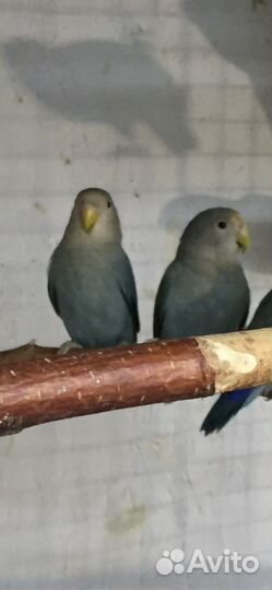 Попугай неразлучники