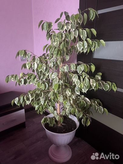 Фикус бенджамина большой