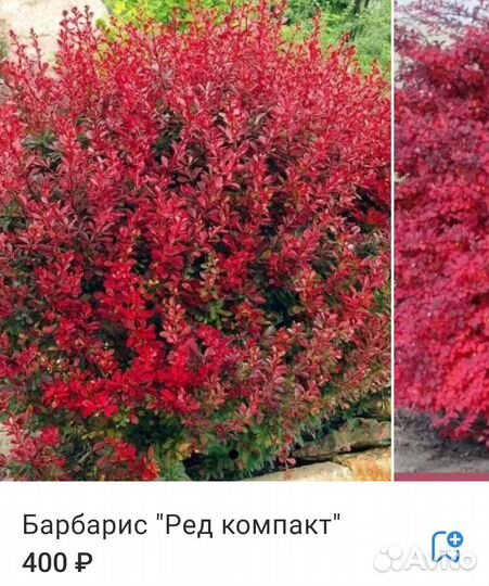 Саженцы барбариса