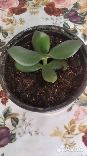 Крассула толстянка