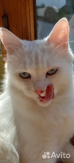 Кошка в дар