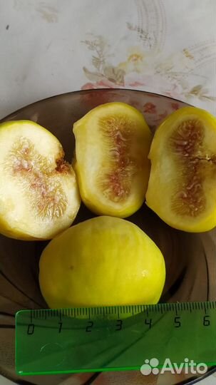 Саженцы и черенки инжира