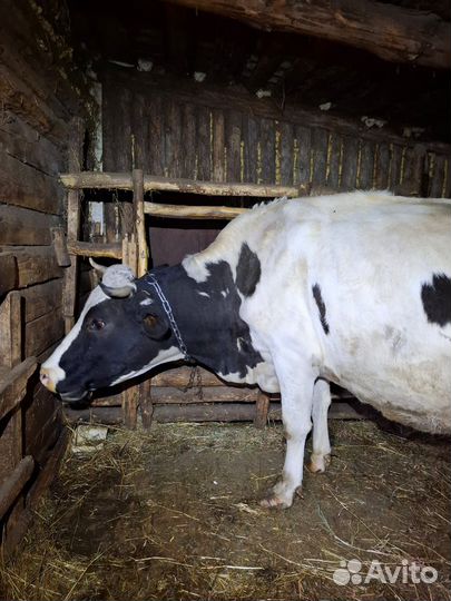 Корова дойная