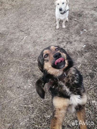 В поиске дома