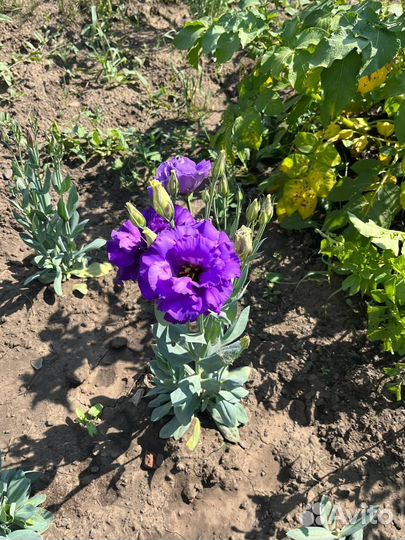 Эустома рассада