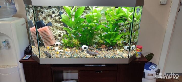 Аквариумистика