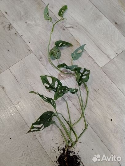 Монстера Обликва перу, Адамсона. Большой куст