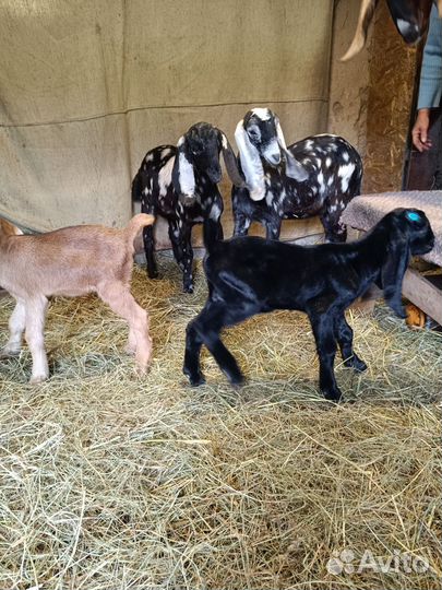 Нубийские козы камори